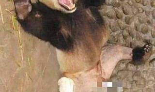 大熊猫尾巴什么颜色