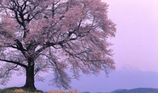 春暖花开的简短句子 春暖花开的简短句子